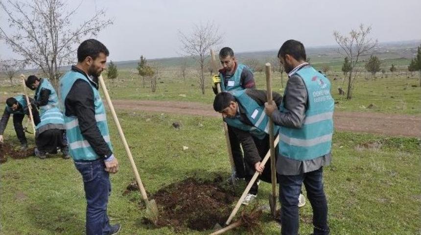 H&uuml;k&uuml;ml&uuml;ler Fidanları Toprakla Buluşturdu