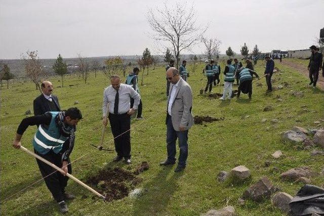 Hükümlüler Fidanları Toprakla Buluşturdu