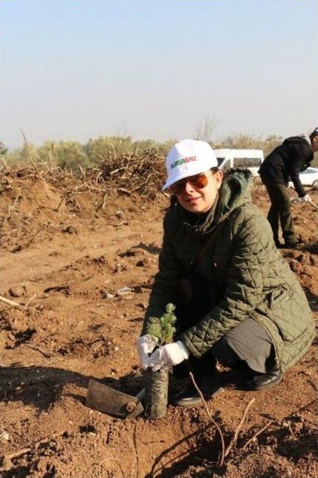 Bursagaz Her Yıl 4 Bin Fidan Dikiyor 1