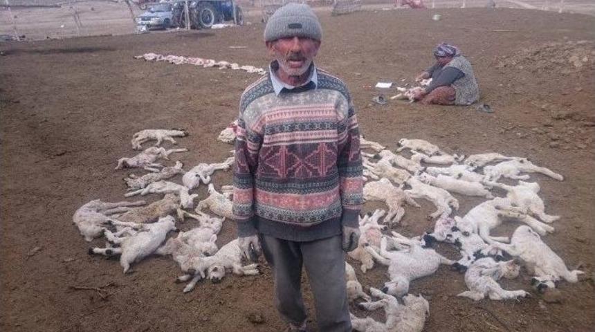 Yanlış İğne 200 Kuzuyu Telef Etti İddiası