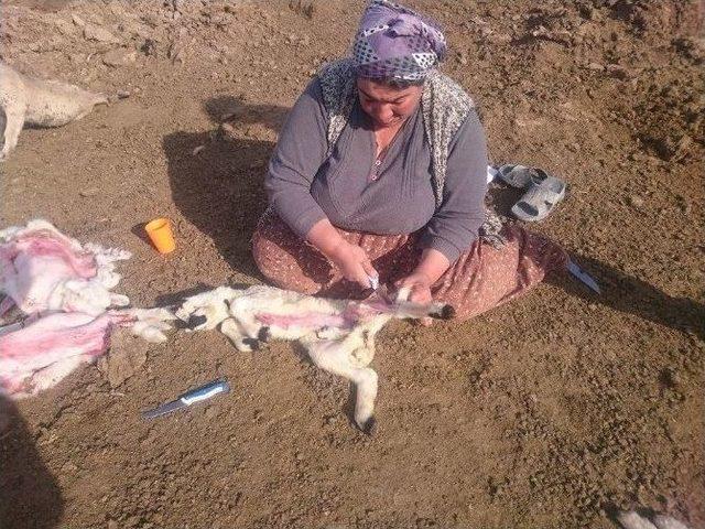 Yanlış İğne 200 Kuzuyu Telef Etti İddiası 1