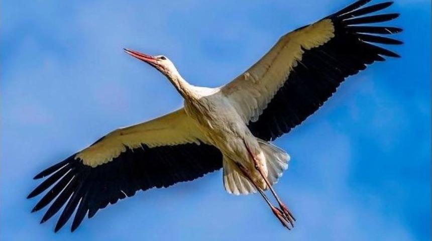 Kuş Cenneti Baharda Başka G&uuml;zel