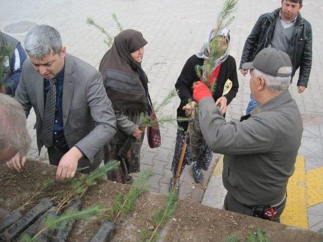 Bayramiç’te 10 Bin Fidan Dağıtıldı