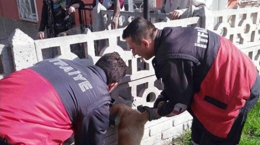 Kafası Bahçe Duvarına Sıkışan Köpeği, İtfaiye Ekipleri Kurtardı