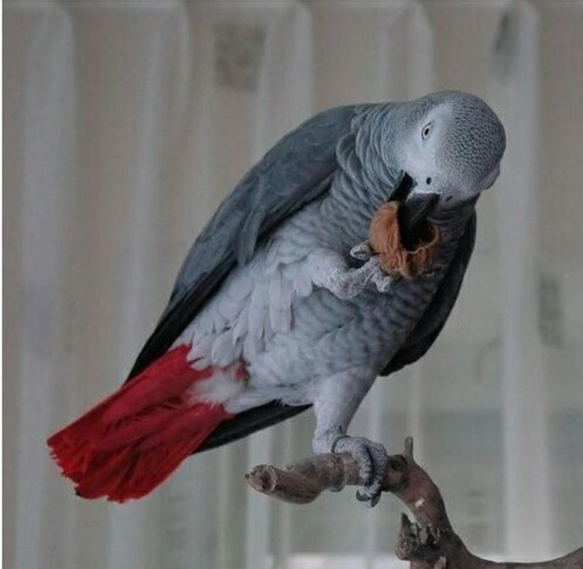 100 Kelime Konuşan Papağanı İ&ccedil;in 4 Bin Tl İstiyor