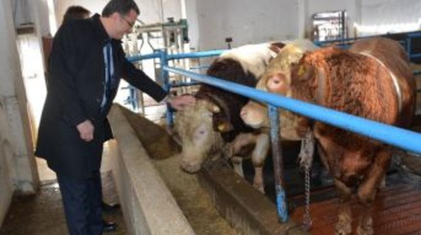 Ordu&rsquo;da 2015 Yılında Hayvancılığa 12 Milyon Tl Destek