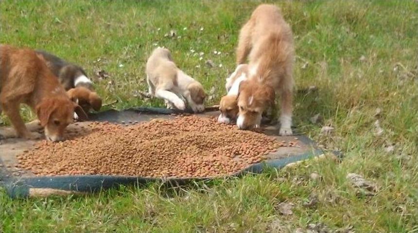 Hayvanseverlerden Sahillere &Ccedil;ıkarma