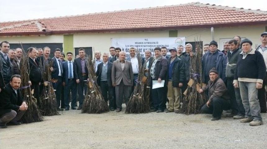 Hisarcık&rsquo;ta 36 &Ccedil;ift&ccedil;iye Ceviz Fidanı Desteği
