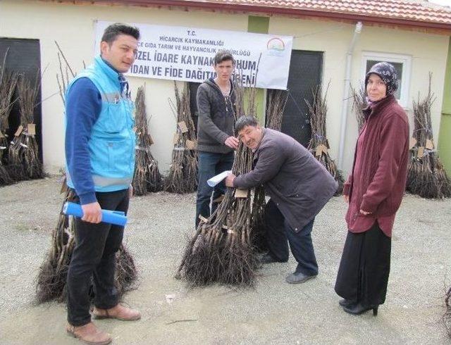 Hisarcık’ta 36 Çiftçiye Ceviz Fidanı Desteği