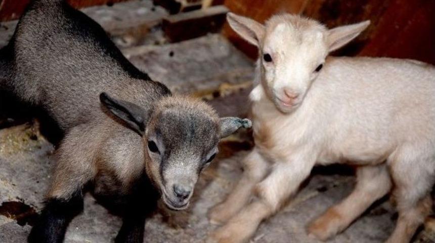 Giresun&rsquo;un Yeni Maskotu &rsquo;fındık&rsquo; İle &rsquo;kiraz&rsquo;