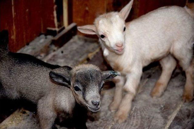 Giresun’un Yeni Maskotu ’fındık’ İle ’kiraz’