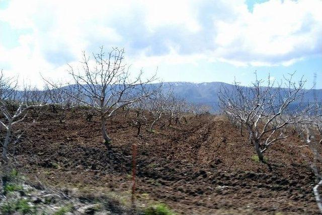 Siirt’te Dağlık Alanlar Fıstık Bahçelerine Dönüştürüldü