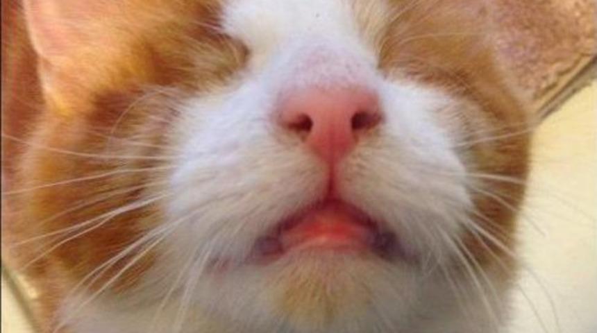 İşkence Edilen Kedinin Hollanda&rsquo;da Tedavisi İ&ccedil;in Refakat&ccedil;ı Arıyor