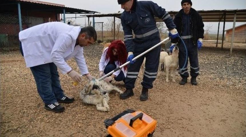 Hayvan Bakımevi Hastane Gibi &Ccedil;alışıyor