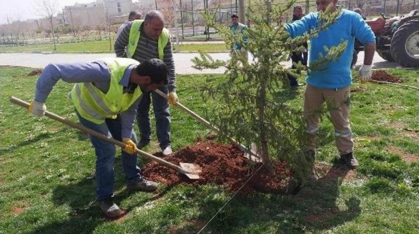 Haliliye İl&ccedil;esi Yeşilleniyor