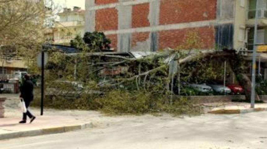 Lodos Tire&rsquo;de Ağa&ccedil; Devirdi