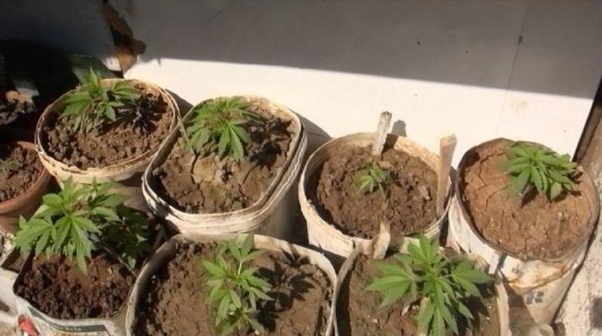 Damda Hint Keneviri Bah&ccedil;esi