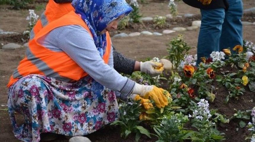 G&ouml;rele Belediyesi Rengarenk &Ccedil;i&ccedil;ekleri Toprakla Buluşturuyor