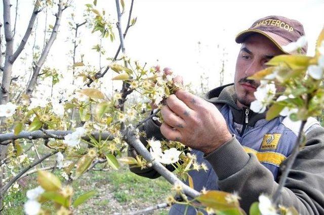 Kırağı Meyvede Y&uuml;zde 35 Zarara Yol A&ccedil;tı 1