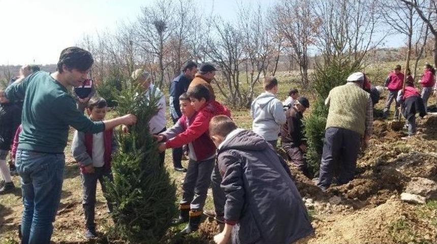 Dodurga Beldesinde 2 Bin Fidan Doğayla Buluştu