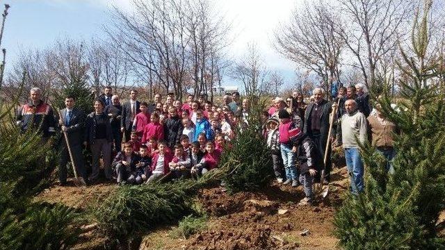 Dodurga Beldesinde 2 Bin Fidan Doğayla Buluştu 2