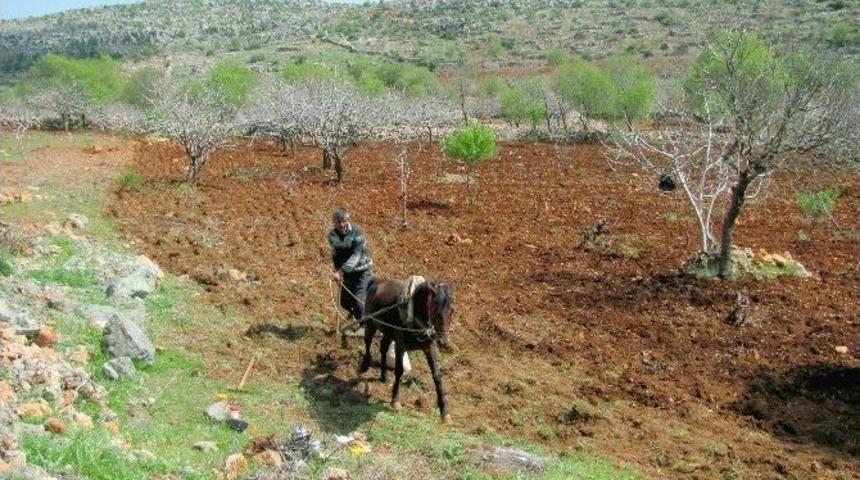 Fıstık Üreticilerinin Yardımına Karasaban Yetişiyor