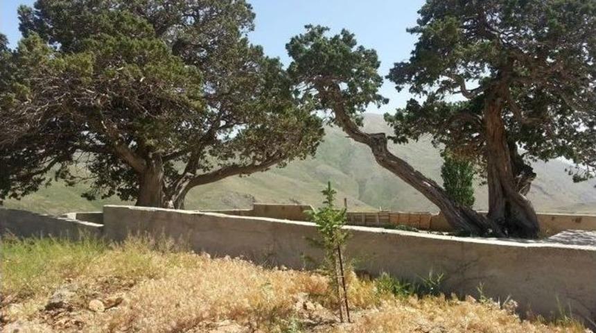 Ardı&ccedil; Ağa&ccedil;ları, &lsquo;anıt Ağa&ccedil;&rsquo; Olarak Tescillendi