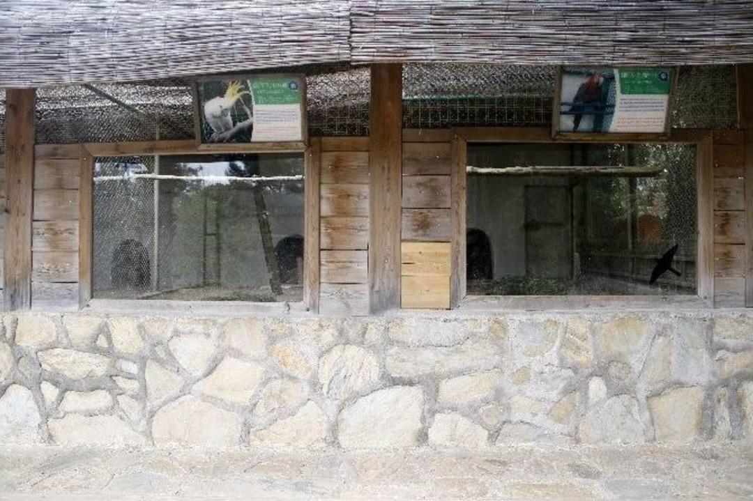 Hayvanat Bah&ccedil;esi&rsquo;nde Papağan Hırsızlığı