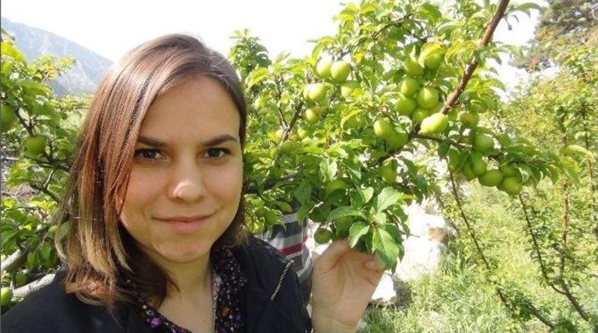 A&ccedil;ıkta Erik Hasadı Başladı