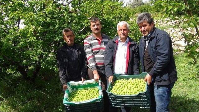 Açıkta Erik Hasadı Başladı