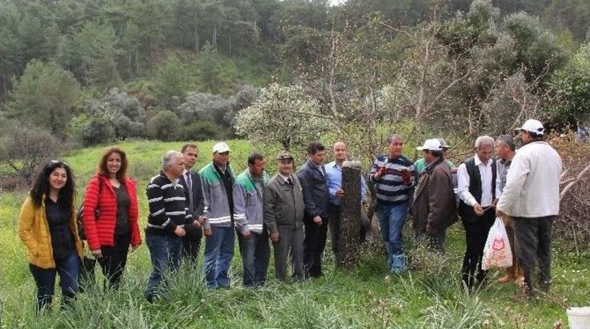 Yabani Menengi&ccedil;ler Sakız Bah&ccedil;esi Oluyor