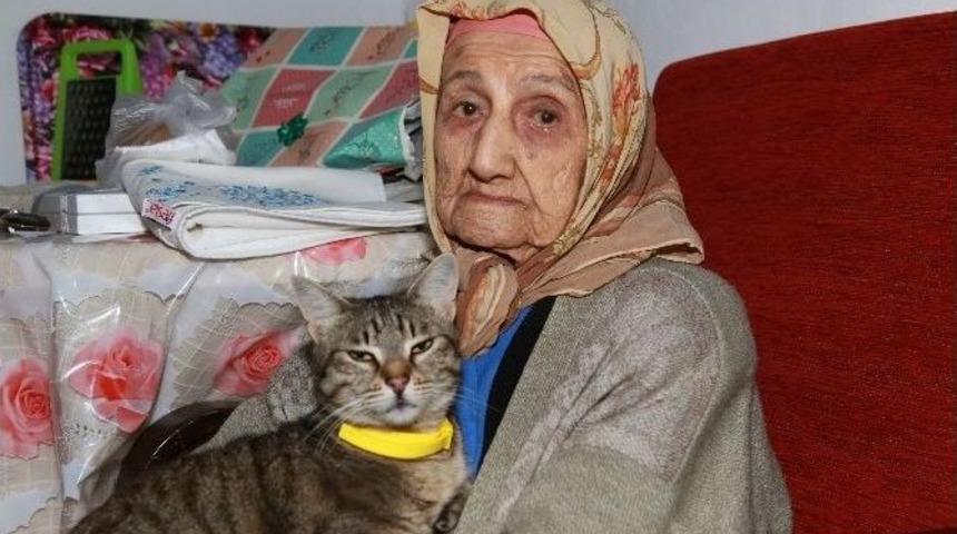 Bodrum&rsquo;da Y&uuml;z Yıllık &Ccedil;ınarlara Ziyaret