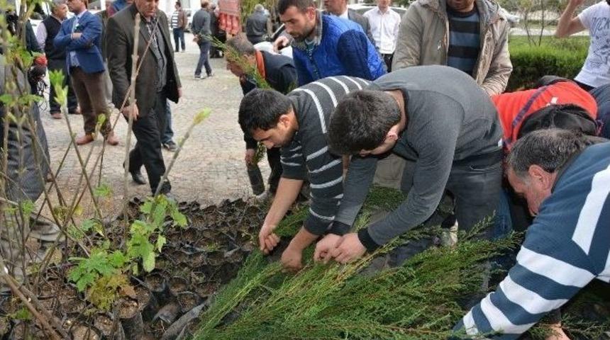 Bafra&rsquo;da 2 Bin Fidan Dağıtıldı