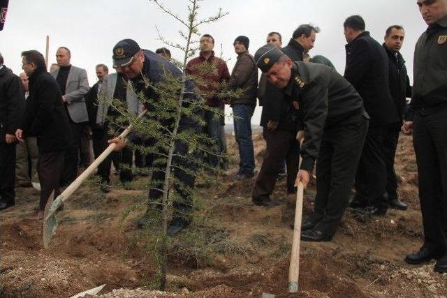 Çorum’da 18 Bin Fidan Toprakla Buluştu