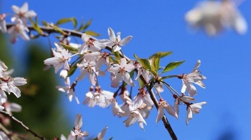Gaziantep&rsquo;e Bahar &ldquo;lalelerle&rdquo; Geldi