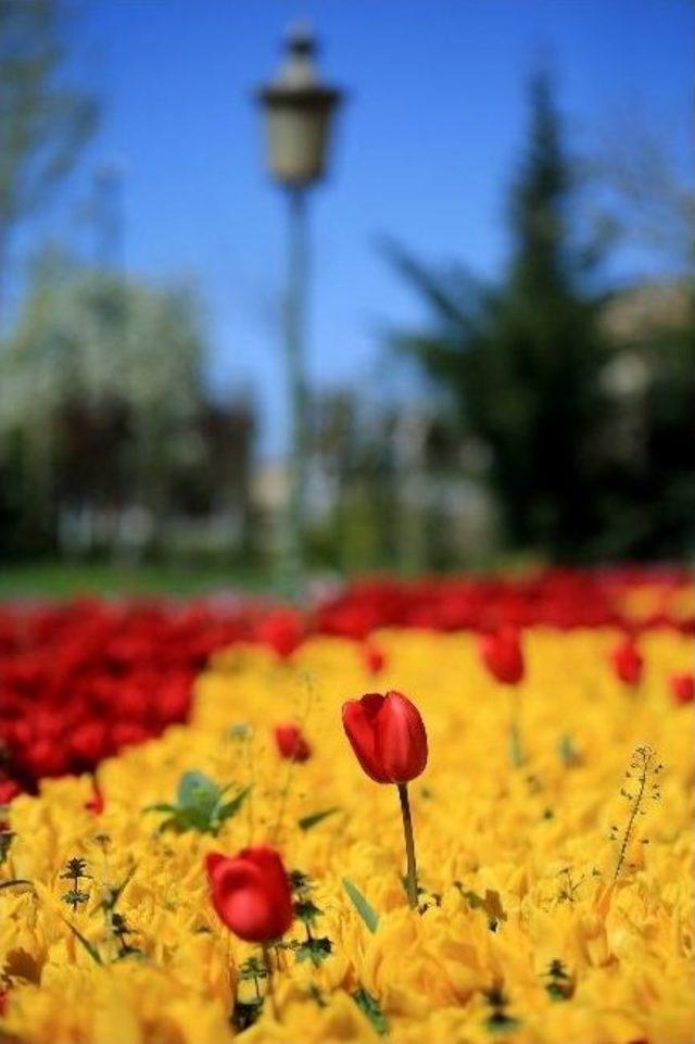 Gaziantep’e Bahar “lalelerle” Geldi