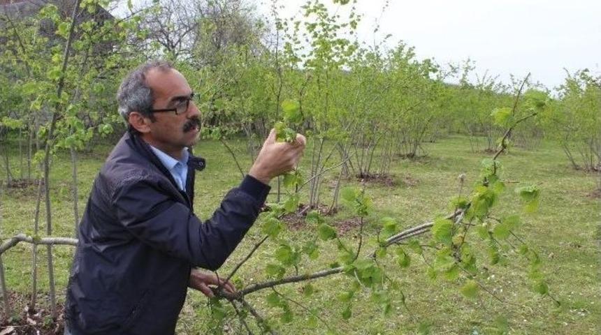 Fındıkta Hasar Tespiti İ&ccedil;in &Ouml;n İnceleme Yapıldı