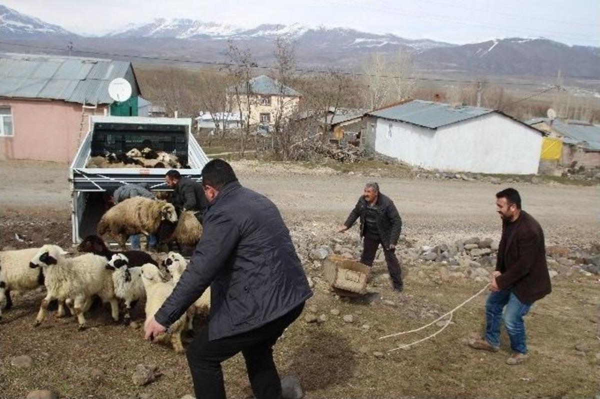 Varto&rsquo;da Koyun Dağıtımı