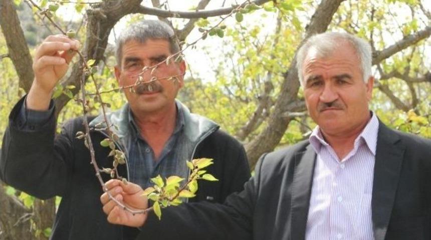 Mut&rsquo;ta Kayısıyı Don Vurdu