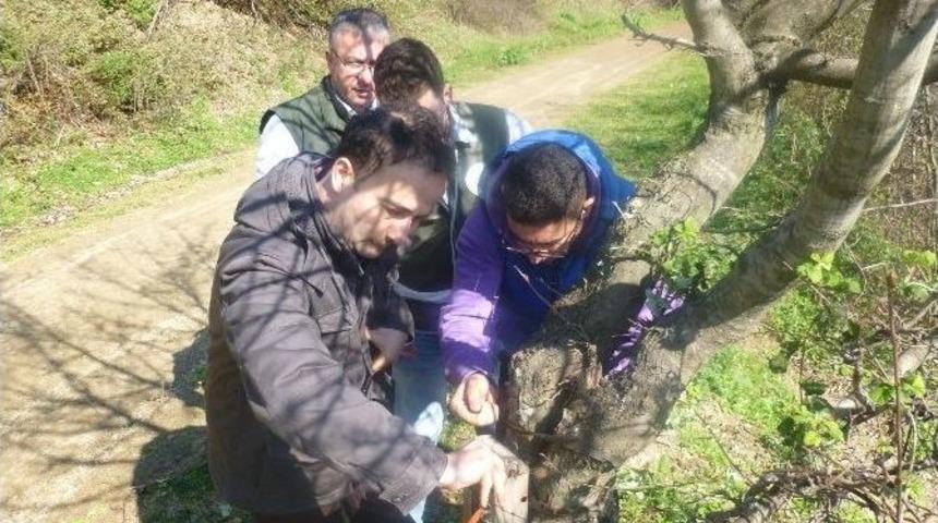 Ormandaki Vahşi Hayvanlar Kameraya B&ouml;yle Yakalandı
