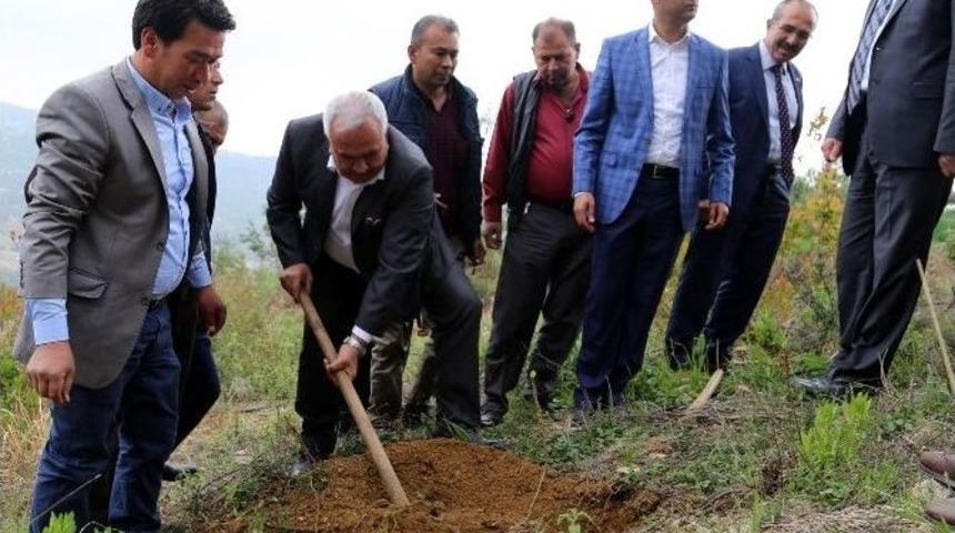Başkan Tollu Fidan Dikti