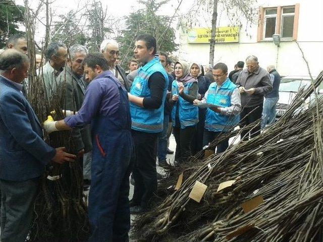 Çiftçilere Ceviz Fidanı Dağıtıldı