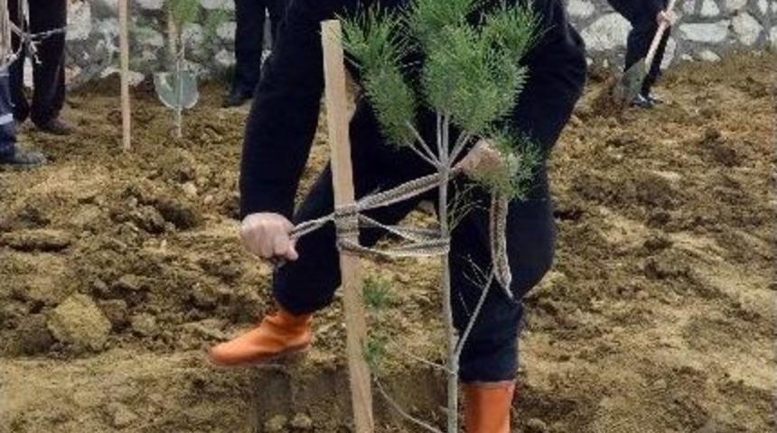 &Ouml;nce Ağa&ccedil; Dikecekler, Sonra Nikahları Kıyılacak