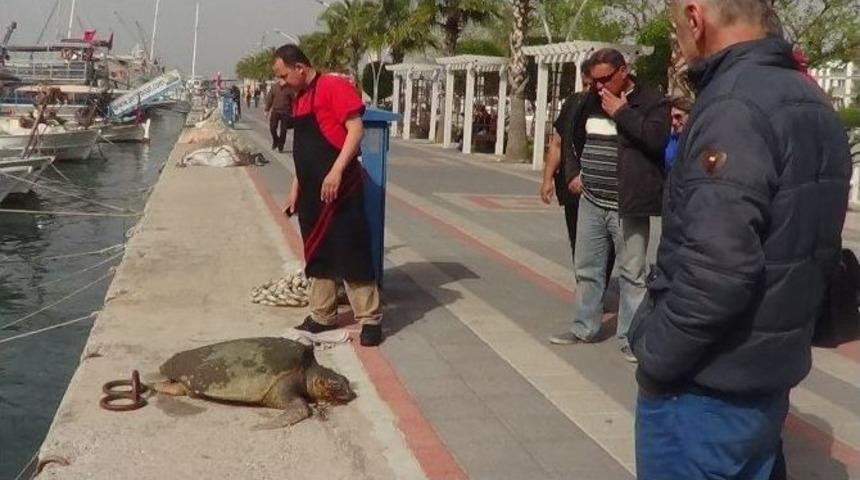 Fethiye K&ouml;rfezi Maskotunu Yitirdi
