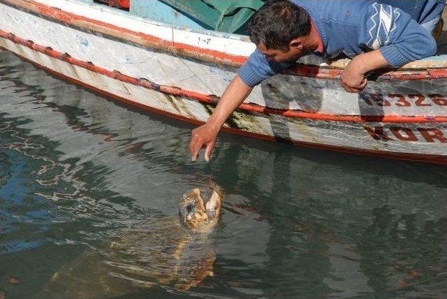 Fethiye Körfezi Maskotunu Yitirdi