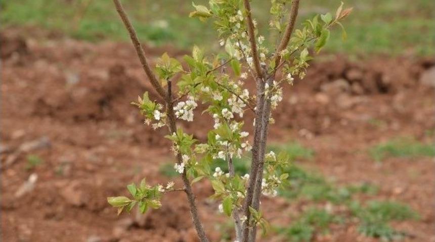 Meyve Bah&ccedil;eleri İlk &Uuml;r&uuml;n&uuml;n&uuml; Bu Yaz Verecek