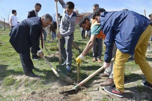 Battalgazi Mahallesinde &Ccedil;am, İğde, Ak&ccedil;aağa&ccedil;, Dişbudak Fidan Dikimi 2