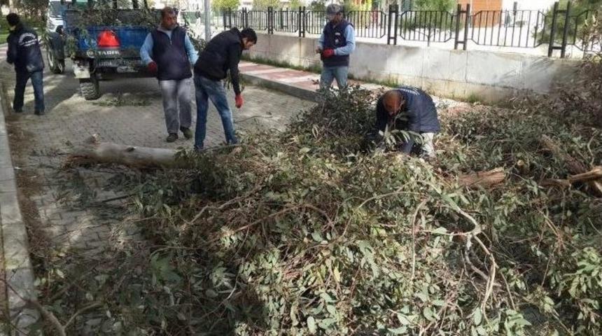 Lodosun Yıktığı Ağa&ccedil;lar Kaldırıldı