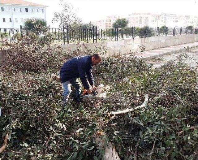 Lodosun Yıktığı Ağa&ccedil;lar Kaldırıldı 3