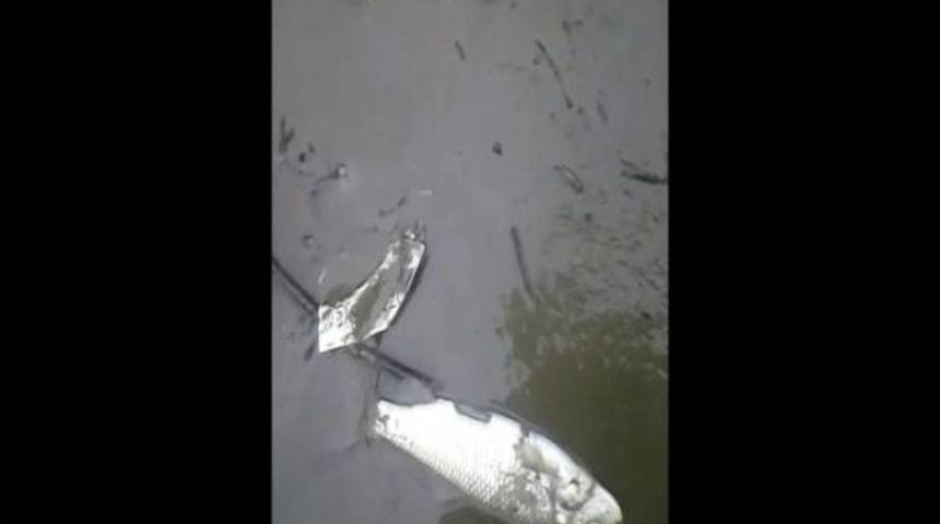 Edirne&rsquo;de Deredeki Balık &Ouml;l&uuml;mleri Korkuttu